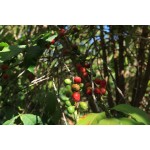Aroma Yemen Wadi Al Mahjar 0.500 кг
